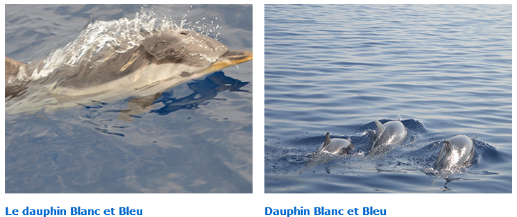 Frôler de vrais dauphins sauvages dans leur milieu naturel, en France ? Oui !